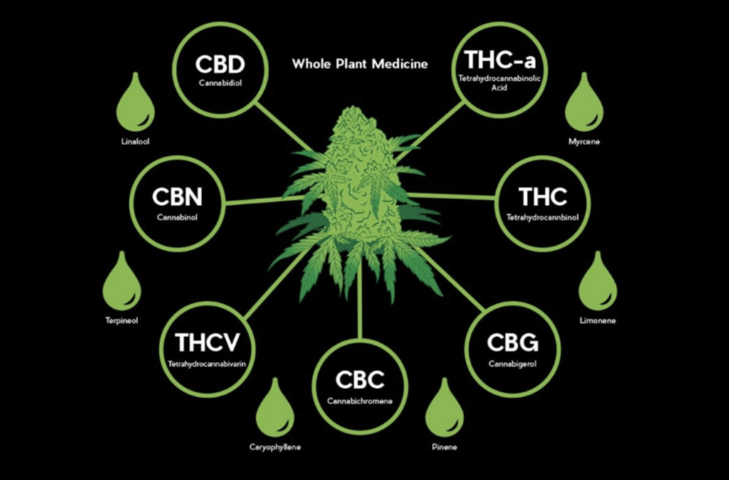 Synergy of THC and CBD: Why We Need Both